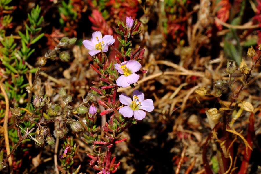 Frankenia laevis / Erba-franca legnosa